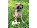 Adopt Baku 30263 a Shepherd, Australian Cattle Dog / Blue Heeler