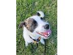 Adopt Eddie a Parson Russell Terrier, Mixed Breed