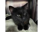 Adopt Jellybean a Domestic Long Hair