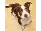 Adopt MILES a Parson Russell Terrier, Mixed Breed