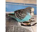 Adopt FRED a Parakeet (Other)