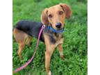 Adopt Trailblazer a Hound, Mixed Breed