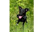 Adopt JUNIOR a Labrador Retriever, Australian Cattle Dog / Blue Heeler