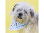 Adopt FALCOR a Parson Russell Terrier, Shih Tzu