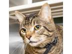 Adopt COSMO a Domestic Short Hair