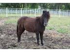 Adopt HERBIE a Miniature Horse