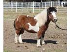 Adopt OTIS a Miniature Horse