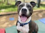 Adopt NICOLAS a Pit Bull Terrier