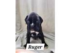 Adopt Ruger a Boxer