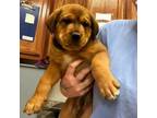 Adopt Whipser- 050106S a Labrador Retriever