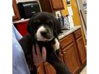 Adopt Inky- 050105S a Labrador Retriever