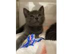 Adopt Asher a Domestic Short Hair