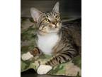 Adopt Smith a Domestic Short Hair