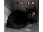 Adopt WEDNESDAY a Domestic Short Hair