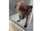 Adopt WAYLON a Pit Bull Terrier, Mixed Breed