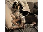 Adopt Jeb a Coonhound, Mixed Breed