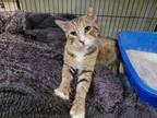 Adopt MR. BISCUITS a Domestic Short Hair