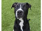 Adopt BAM BAM a American Staffordshire Terrier, Mixed Breed