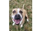 Adopt HENRY a American Staffordshire Terrier, Mixed Breed