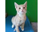 Adopt Meriadoc Brandybuck - aka "Merry" a Domestic Short Hair