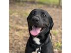 Adopt Lucky Dog a Black Labrador Retriever, Mixed Breed