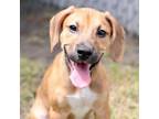 Adopt A486247 a Beagle, Boxer