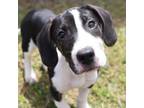 Adopt A486248 a Beagle, Boxer