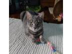 Adopt Oak--In Foster***ADOPTION PENDING*** a Domestic Short Hair