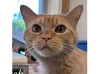 Adopt Tiger a Domestic Short Hair