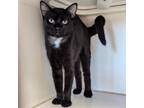 Adopt Slasher a Domestic Short Hair