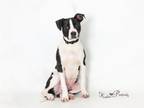 Adopt HANDSOME a Boxer, Mixed Breed