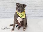 Adopt SHADOW a Labrador Retriever, Mixed Breed