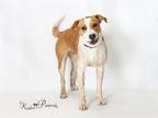 Adopt ELLIOT a Labrador Retriever, Mixed Breed