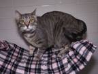 Adopt FROGGY a Domestic Short Hair