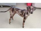 Adopt TWISTER a Catahoula Leopard Dog, Mixed Breed