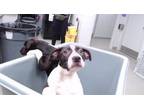 Adopt POISY a Pit Bull Terrier, Mixed Breed