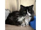 Adopt Luther a Domestic Long Hair