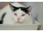 Adopt Gordon a Domestic Short Hair