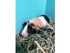 Adopt Rocket *Living with Gadget* a Guinea Pig