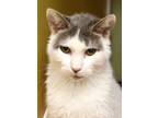 Adopt Key a Domestic Short Hair