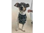 Adopt Brutus a Rat Terrier, Mixed Breed