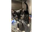 Adopt Edamame a Domestic Short Hair