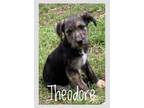 Adopt Theodore Lonestar a Border Terrier