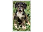Adopt Tucker Lonestar a Border Terrier, Airedale Terrier