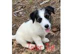 Adopt Tater Tot LOWRIDER Lonestar a Dachshund, Dandie Dinmont Terrier