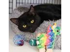 Adopt Kage a Domestic Short Hair