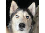 Adopt Ice Pop fka Imperial a Husky