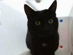 Adopt HENRY a Domestic Short Hair