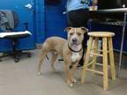 Adopt DIESEL a Pit Bull Terrier, Mixed Breed