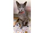 Adopt SLOAN a Domestic Short Hair